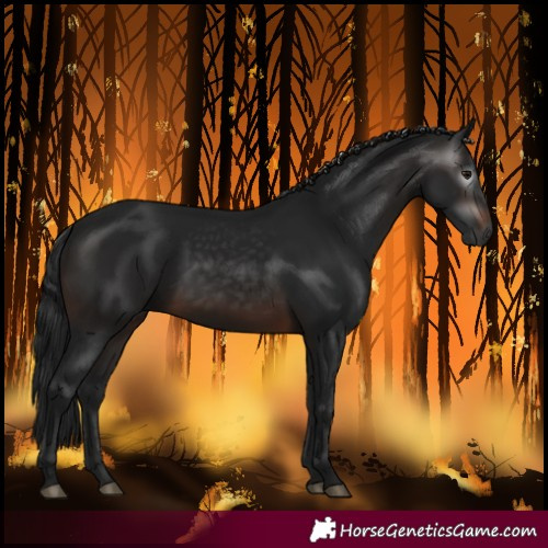 Horse Color:Gray White Spotted Brown 
