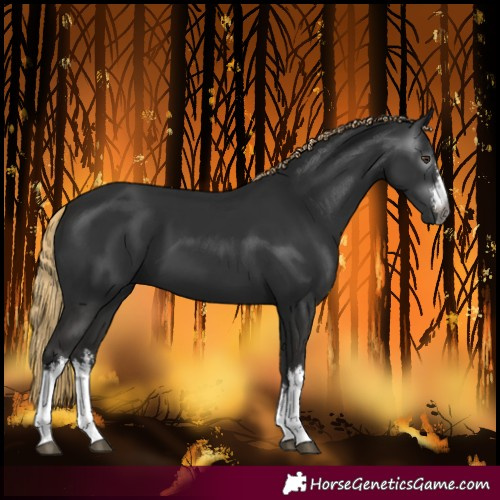 Horse Color:Gray White Spotted Liver Chestnut