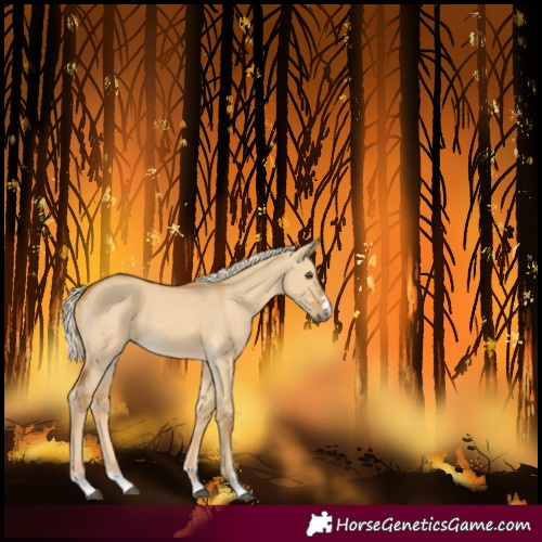 Horse Color:Palomino Dun 
