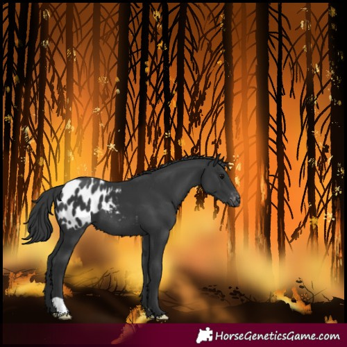 Horse Color:Black Blanket 