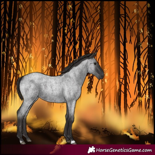 Horse Color:Smoky Blue Roan Varnish
