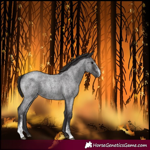 Horse Color:Smoky Blue Roan Sabino Varnish