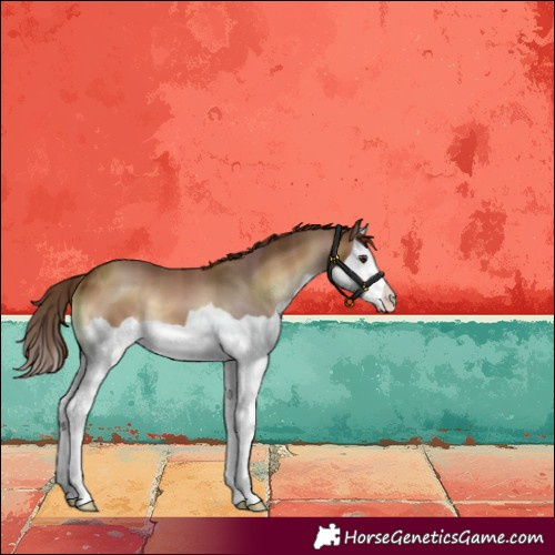 Horse Color:Red Onyx Splash 
