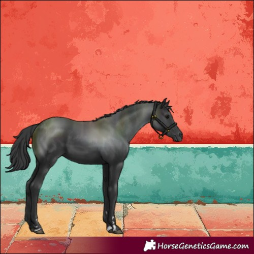 Horse Color:Black 