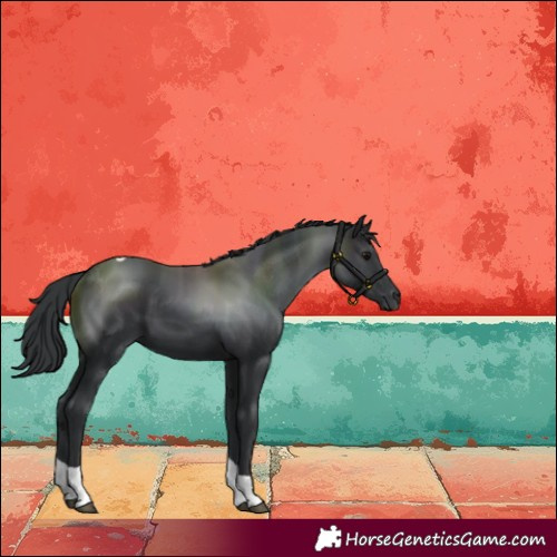 Horse Color:Black Tobiano 