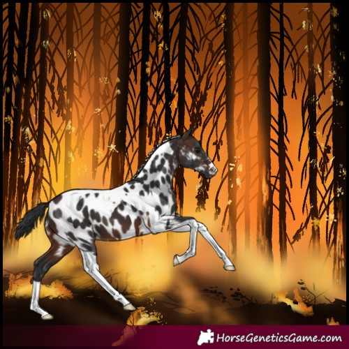 Horse Color:Brown Tobiano Near Leopard 