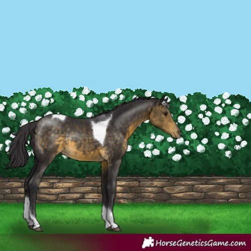 Horse Color:Buckskin Tobiano Rabicano 