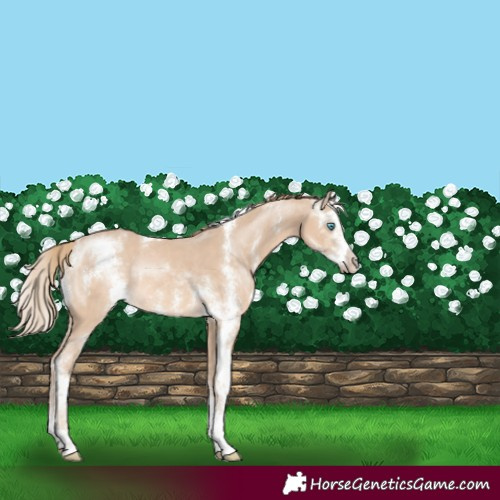 Horse Color:Perlino Sabino Rabicano 