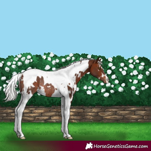 Horse Color:White Spotted Silver Bay Mushroom Tobiano Varnish Rabicano 