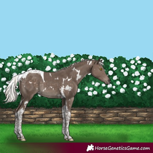 Horse Color:White Spotted Silver Black Tobiano Rabicano
