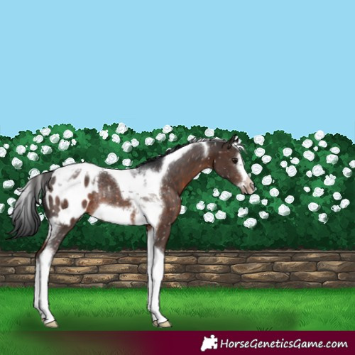 Horse Color:Brown Tobiano Frame Blanket Rabicano 