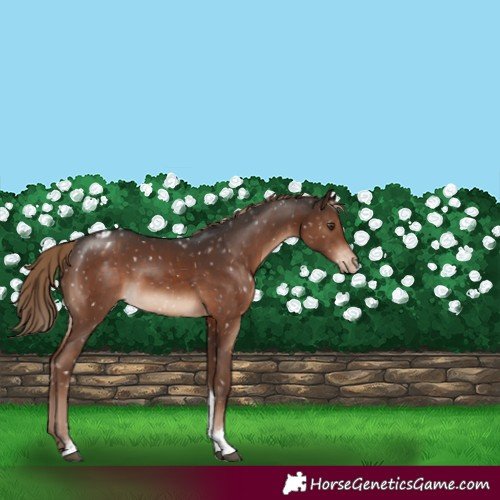 Horse Color:Liver Chestnut Tobiano Snowflake Varnish Rabicano 