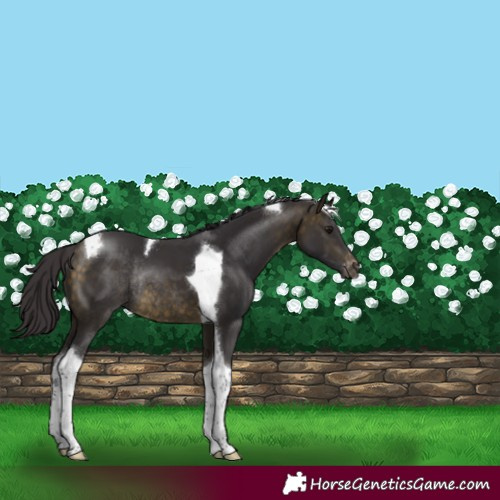 Horse Color:Buckskin Tobiano Varnish Rabicano 