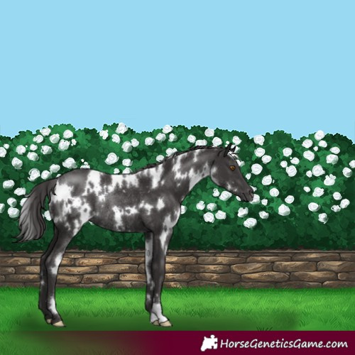 Horse Color:White Spotted Smoky Black Rabicano 