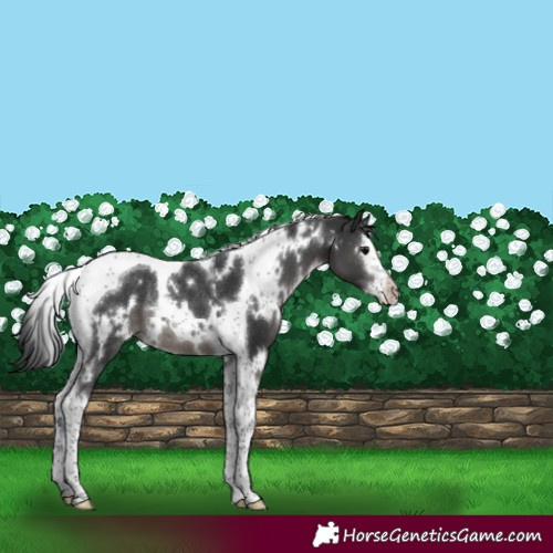 Horse Color:White Spotted Black Splash Tobiano Rabicano 