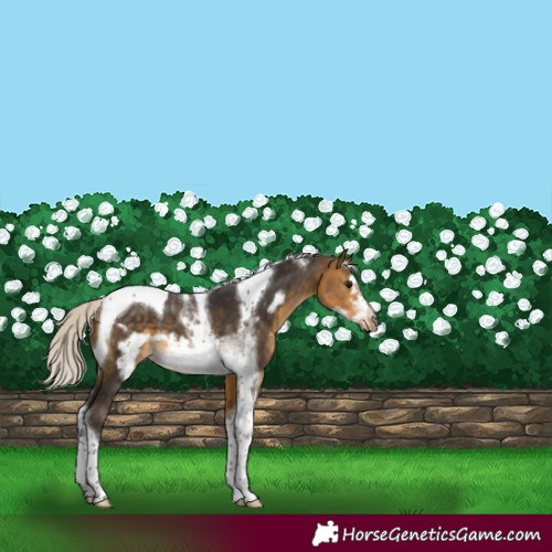 Horse Color:Silver Buckskin Sabino Tobiano Frame 