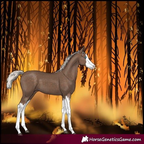 Horse Color:Silver Black Splash