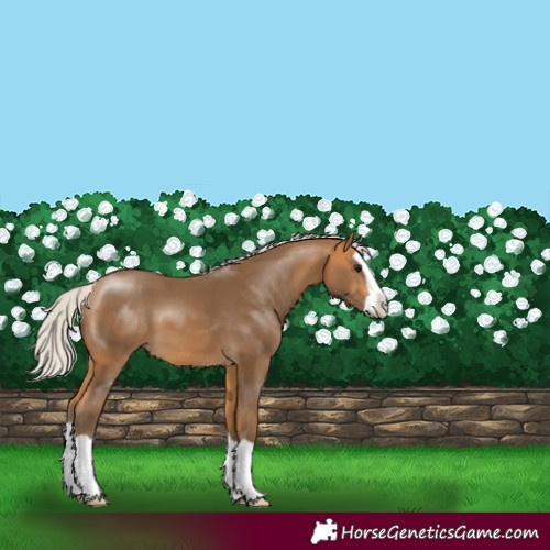 Horse Color:Silver Buckskin Splash