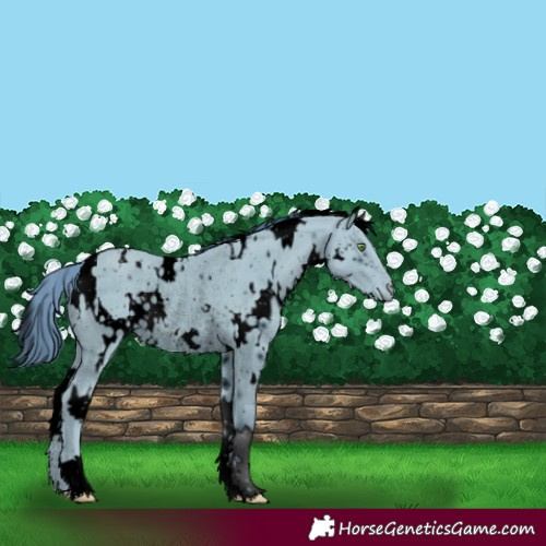 Horse Color:ERROR: UNKNOWN ANOMALY