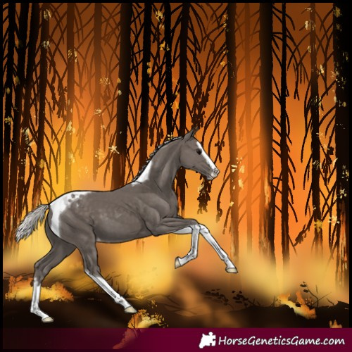 Horse Color:Silver Black Splash Tobiano Varnish 