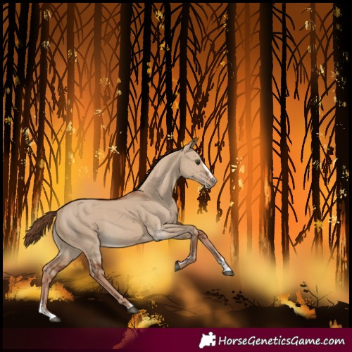Horse Color:Red Dun Splash 