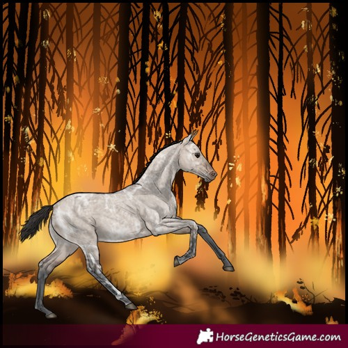 Horse Color:Bay Ice Roan Dun 