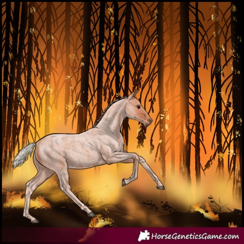 Horse Color:Silver Bay Roan 