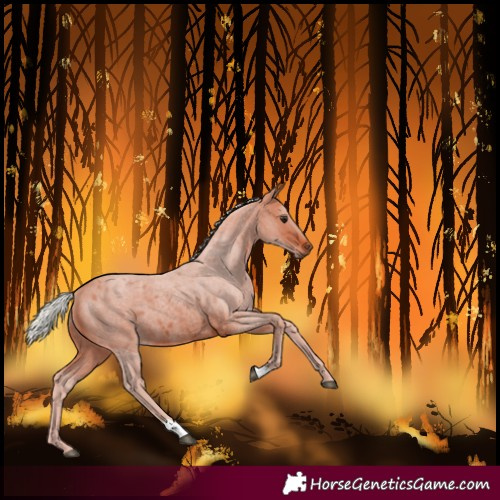 Horse Color:Silver Brown Roan 