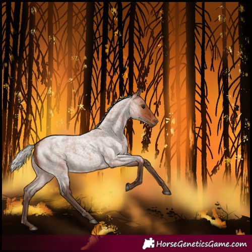 Horse Color:Silver Bay Roan 