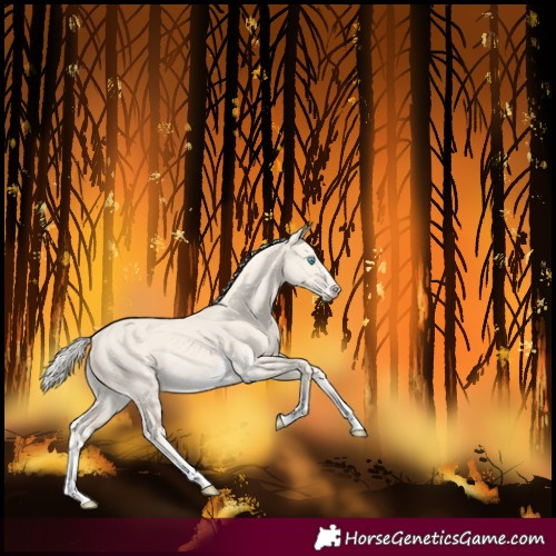 Horse Color:Cremello Dun Frame 