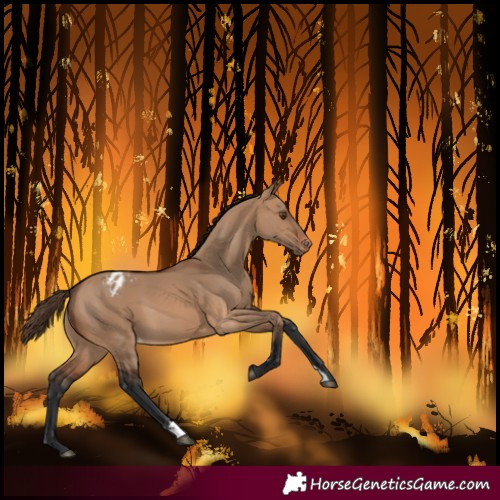 Horse Color:Bay Dun Varnish