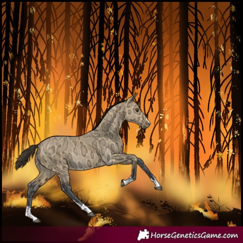 Horse Color:Buckskin Ice Dun Rabicano