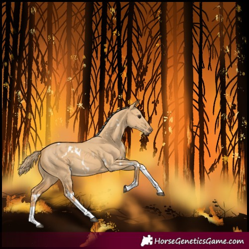 Horse Color:White Spotted Red Dun Tobiano