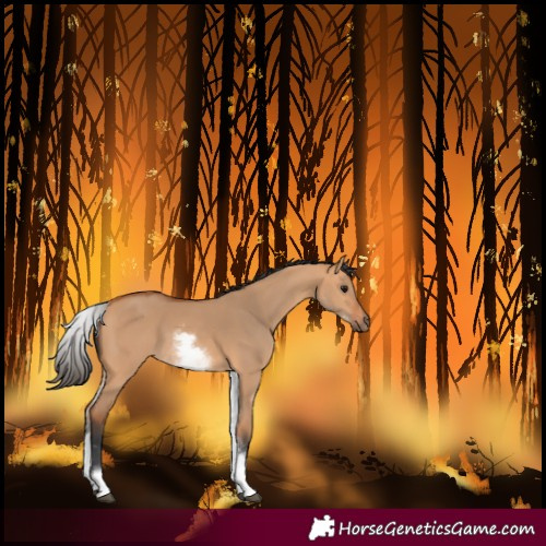 Horse Color:White Spotted Bay Dun
