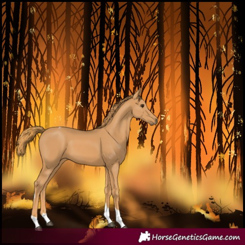 Horse Color:Chestnut Tobiano 