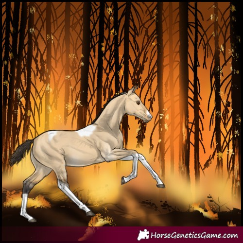 Horse Color:Buckskin Dun Tobiano 