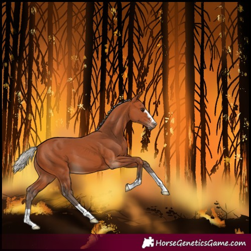 Horse Color:Silver Bay 