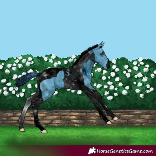 Horse Color:ERROR: UNKNOWN ANOMALY