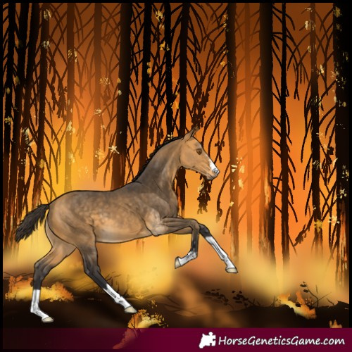 Horse Color:Buckskin