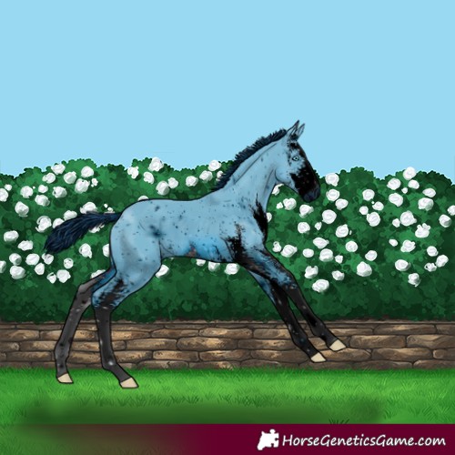 Horse Color:ERROR: UNKNOWN ANOMALY