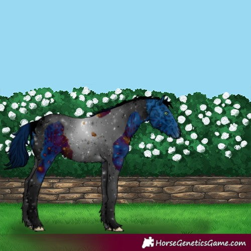 Horse Color:ERROR: UNKNOWN ANOMALY