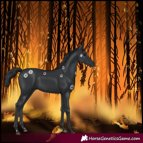 Horse Color:Black 