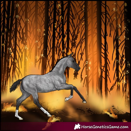 Horse Color:Smoky Blue Roan