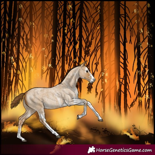 Horse Color:Gray White Spotted Red Dun Roan Rabicano