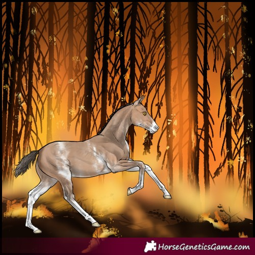 Horse Color:White Spotted Amber Champagne