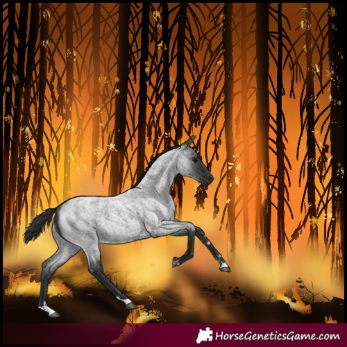 Horse Color:Blue Roan 