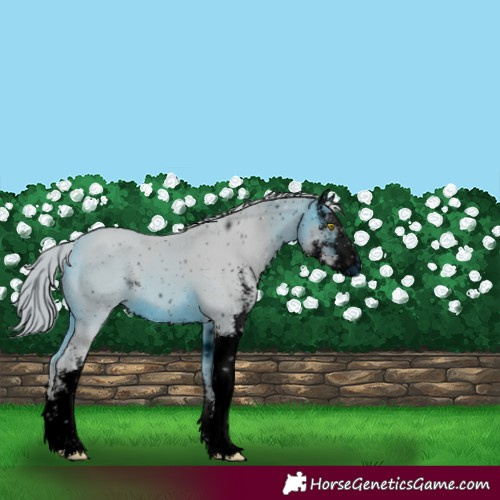 Horse Color:ERROR: UNKNOWN ANOMALY