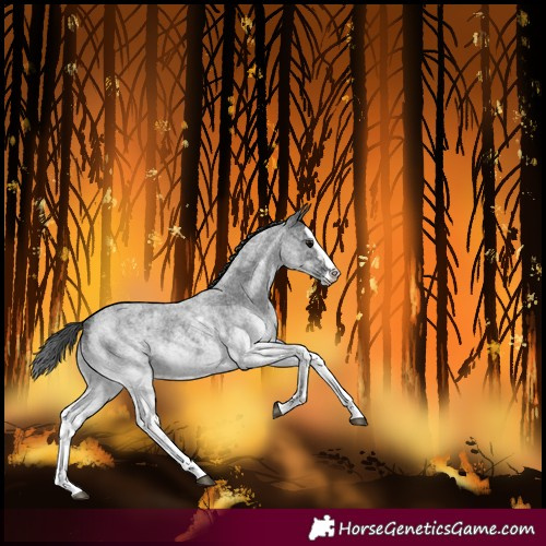 Horse Color:White Spotted Blue Roan Splash