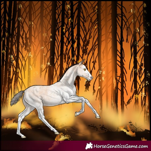 Horse Color:White Spotted Amber Champagne Roan Splash
