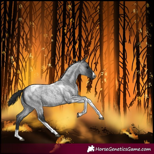 Horse Color:Blue Roan Tobiano Frame